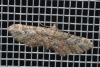 Gymnoscelis rufifasciata